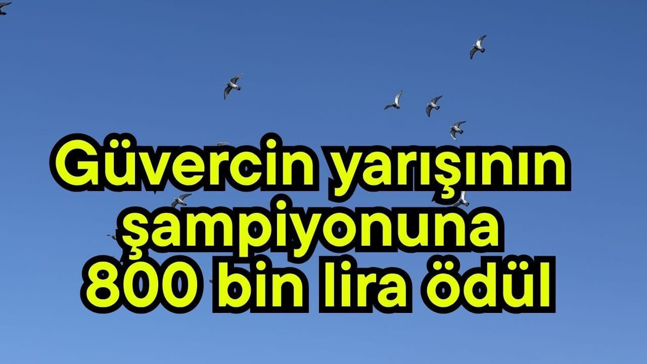Çanakkale’ye Özel: Güvercin Yarışı Şampiyonu 800 Bin Lira Ödül Kazandı