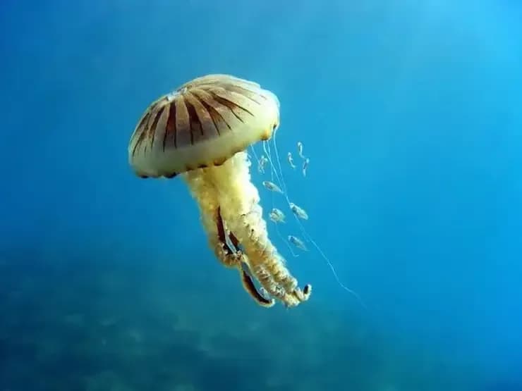 Çanakkale'de Pusula Denizanası Uyarısı