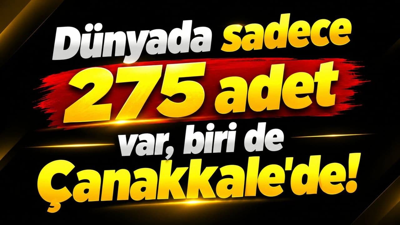 Dünyada salt 275 adet var, biri de Çanakkale'de!