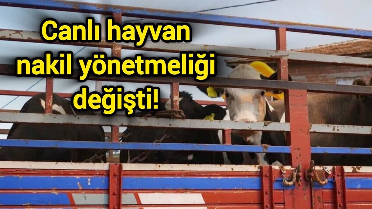 Canlı hayvan nakil yönetmeliği değişti! Çanakkale çiftçileri bilgilendirildi