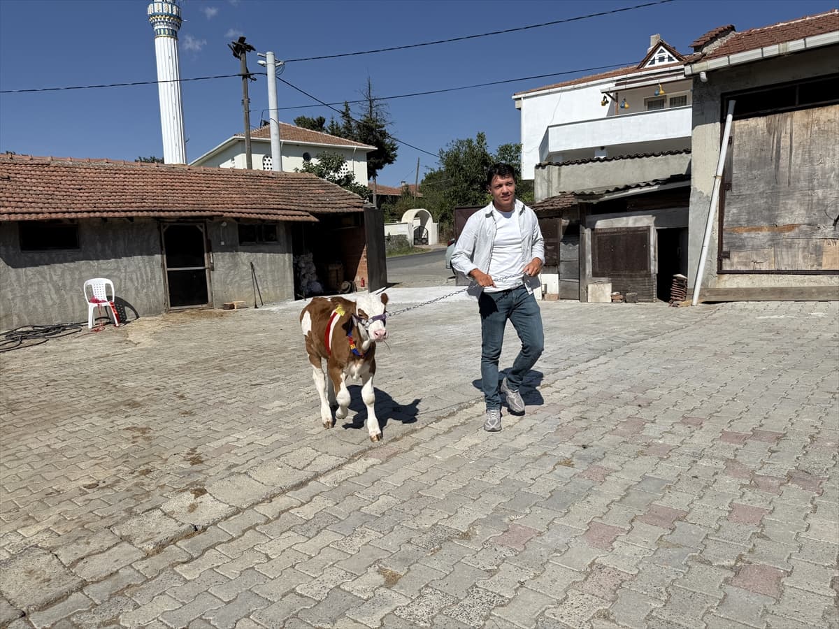 Damadın çocukluk arkadaşı Tekirdağ'daki düğünde çifte altın yerine buzağı hediye etti