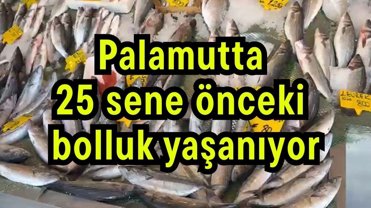 Çanakkale Balık Pazarlarında Tarihi Palamut Bolluğu: Sofralara Bereket Yağdı