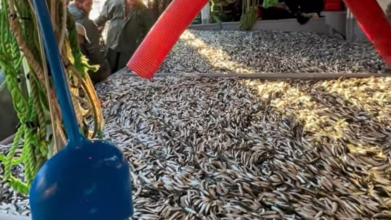 Bin 500 kasa sardalya yakaladı Gelibolu’da