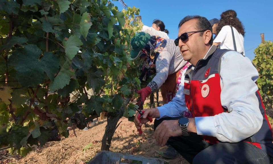 Eceabat'ta Bağbozumu Coşkusu Yükseldi: Üreticinin Emeği Toprakla Buluştu