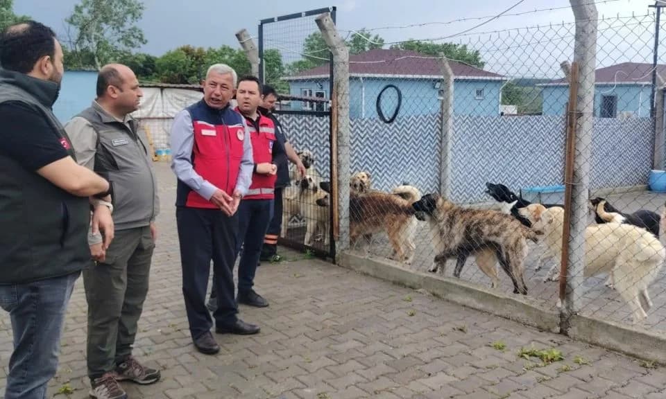 Çanakkale'de Sokak Hayvanlarına Dikkat