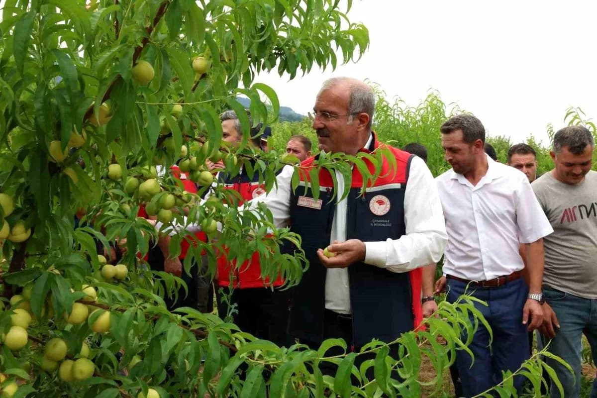Çanakkale'de Bayramiç Beyazı Hasadı Başladı