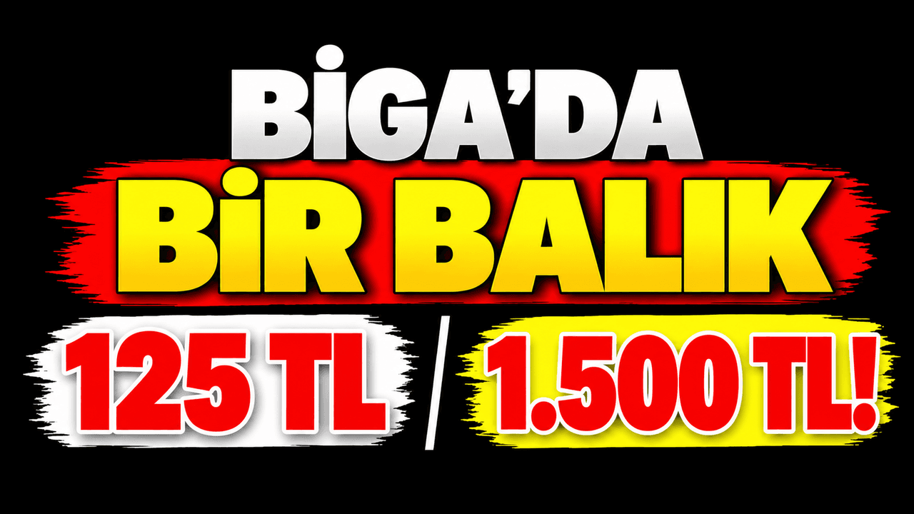 Biga Balık Hali’nde Palamut 125 TL, Lüfer 1.500 TL – Güncel Fiyatlar