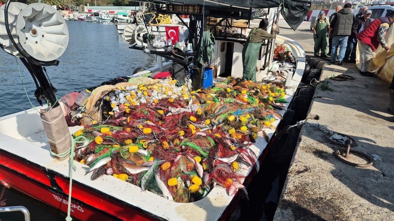 Kefal bereketi, 1,5 ton kefalle döndüler (Video) Marmara'da