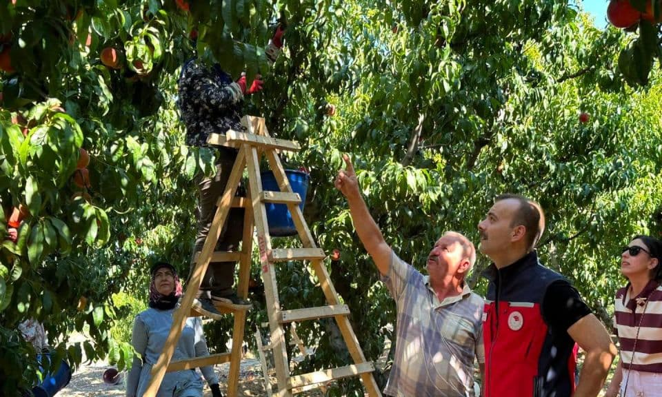 Kocadere'de Şeftali Hasadı Başladı