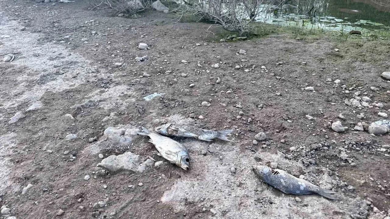 Ayvacık Barajında Balık Ölümleri Şoku: Yetkililer İncelemeye Başladı