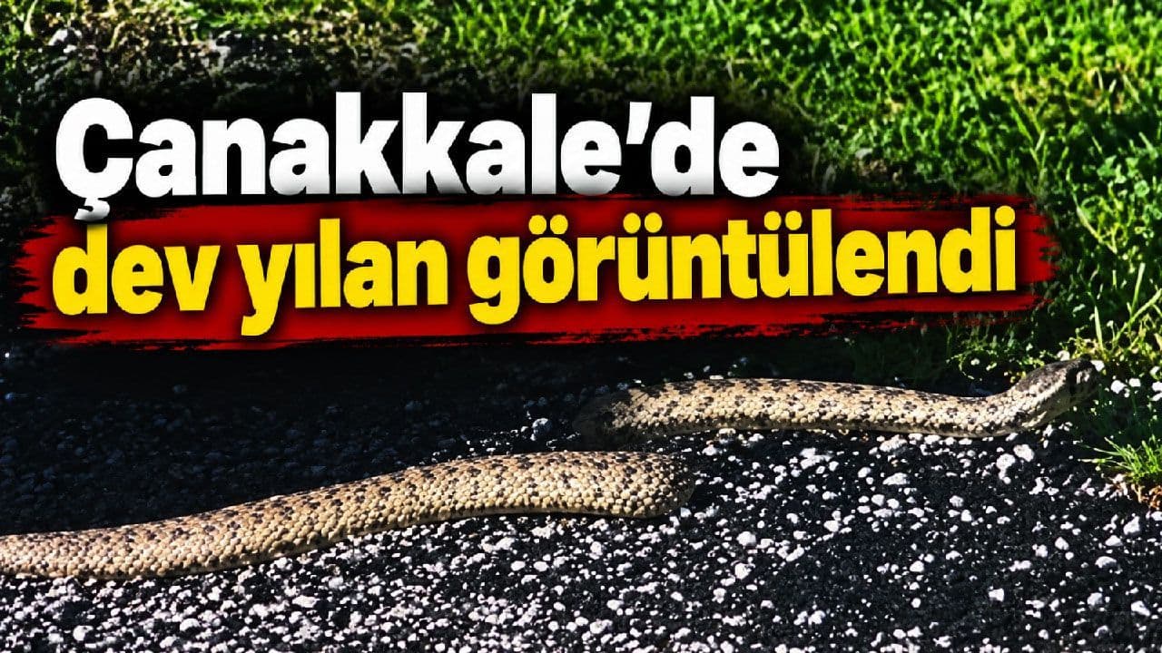 Çanakkale’de dev yılan görüntülendi