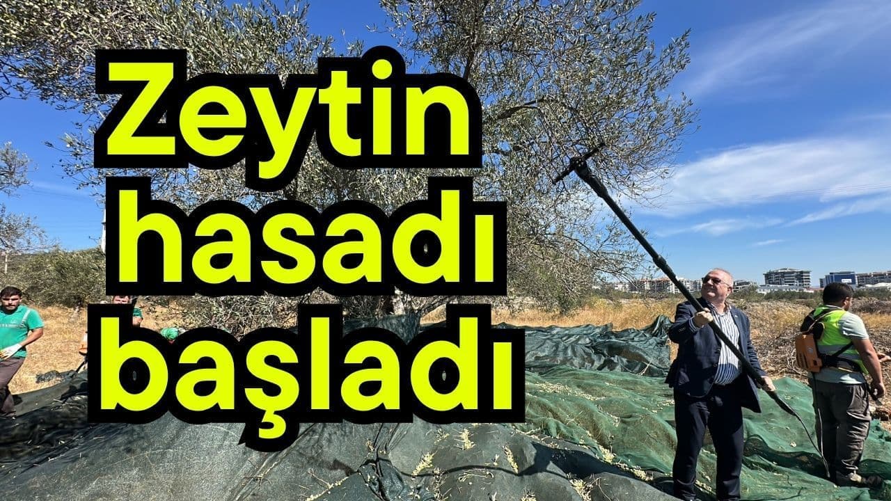 Zeytin hasadı başlangıç yaptı