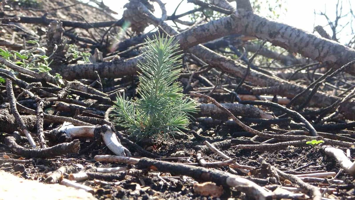 Çanakkale Güzelyalı'da 24 Saatlik Yangından 855 Hektarda Yeşerme Başladı