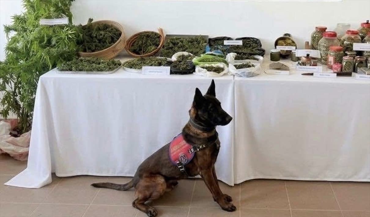 Eceabat'ta Jandarma Operasyonu: 13 kg esrar ele geçirildi, şüpheli gözaltına alındı