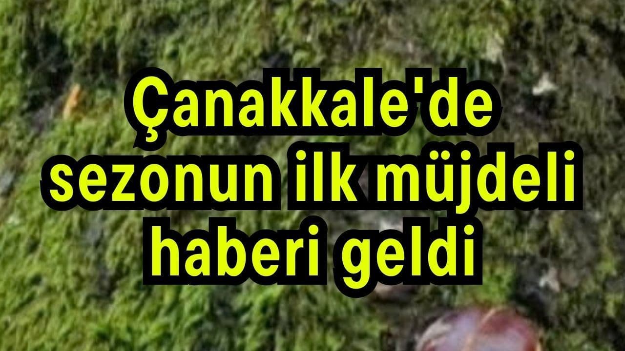 Çanakkale'de sezonun ilk müjdeli haberi geldi
