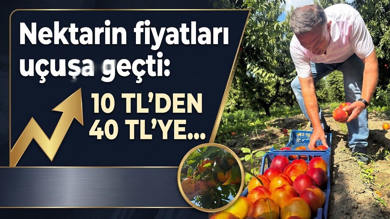 Nektarinde ücretler tırmandı (Video)