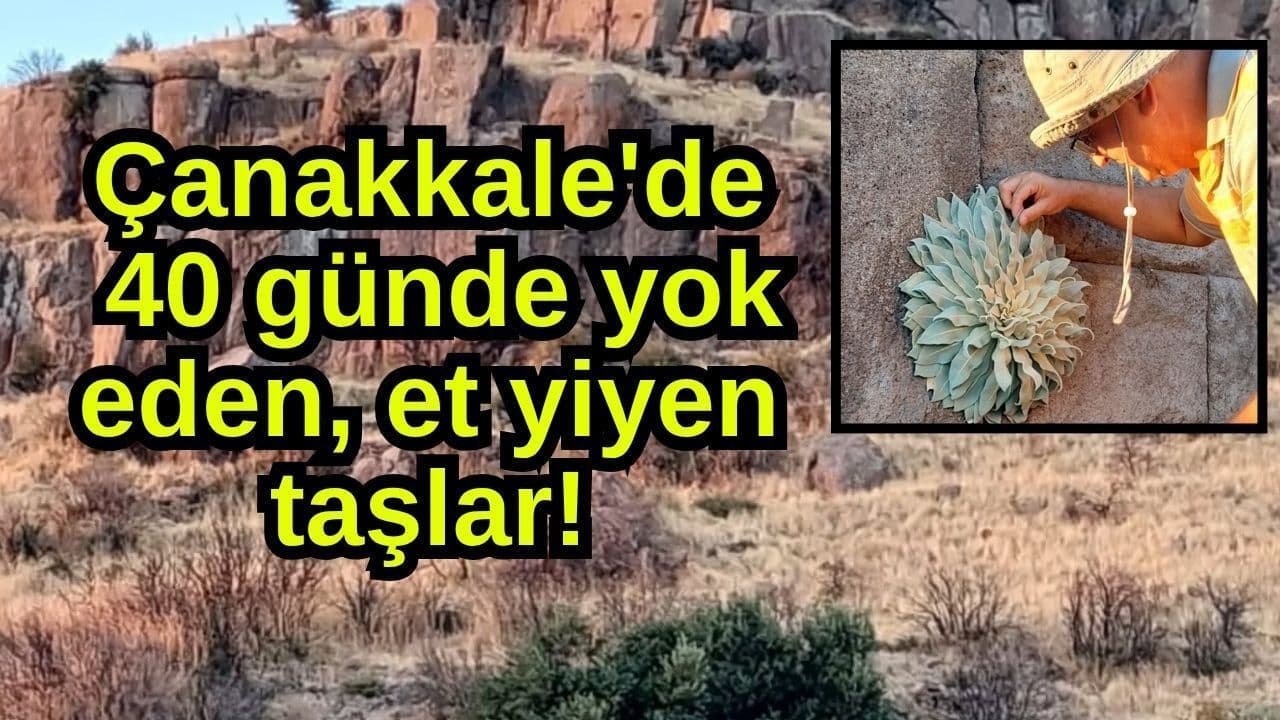 Çanakkale'de Et Yiyen Taşlar: 40 Günlük Yok Olma Süreci