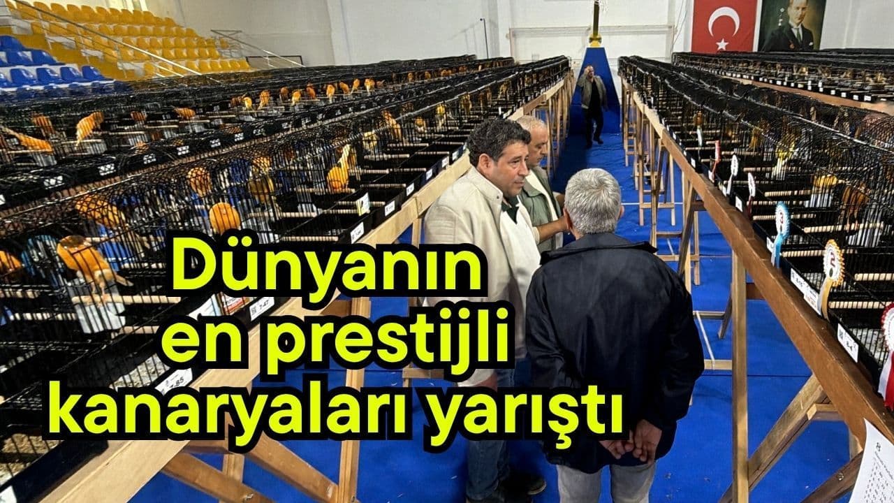 Dünyanın en prestijli kanaryaları yarıştı