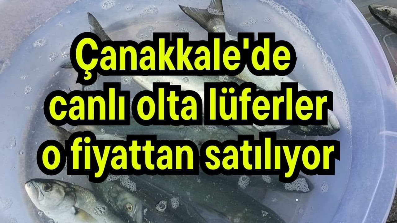 Çanakkale'de Oltayla Yakalanan Lüferler 1.500-1.800 TL Fiyatla Satılıyor