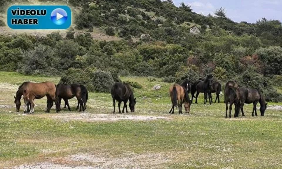 Ayvacık'ta Çiftçiler Başıboş Yılkı Atlarından Dertli