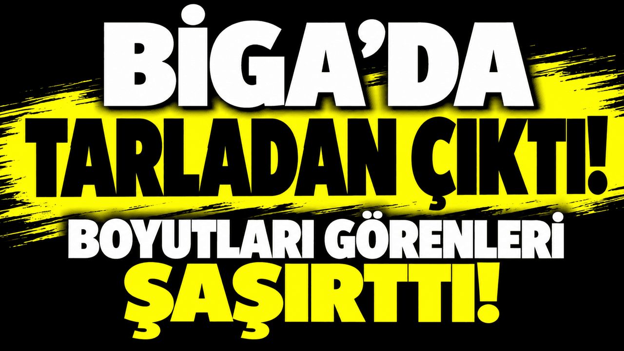 Biga’nın Kaldırımbaşı Köyü’nde Dev Lahanalar Gözleri Doldurdu