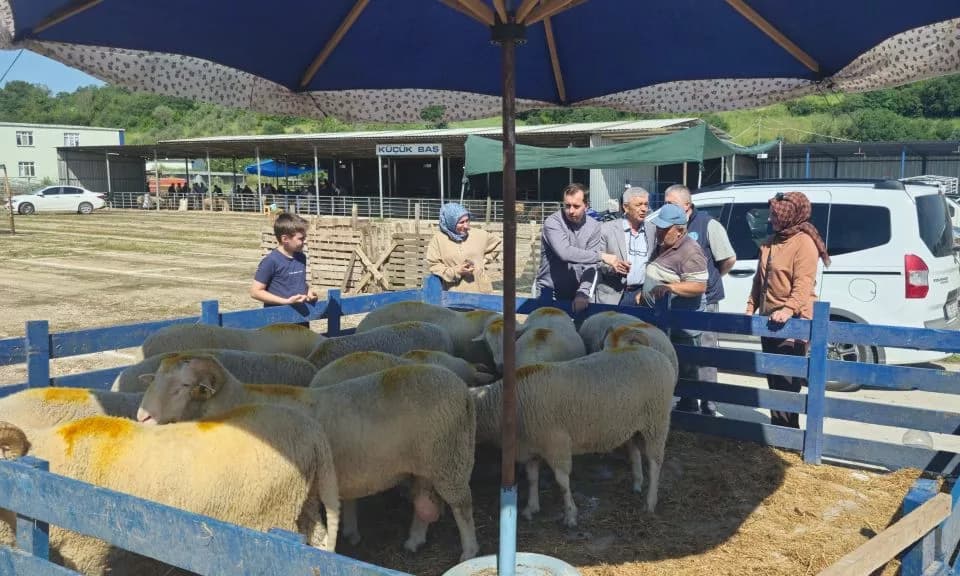 Biga'da Kurban Pazarı Açıldı