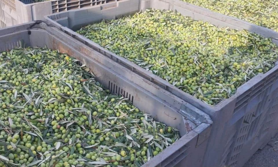 Küçükkuyu’da yeni zeytin hasadı: Tarladan sofraya uzanan bir yılın öyküsü
