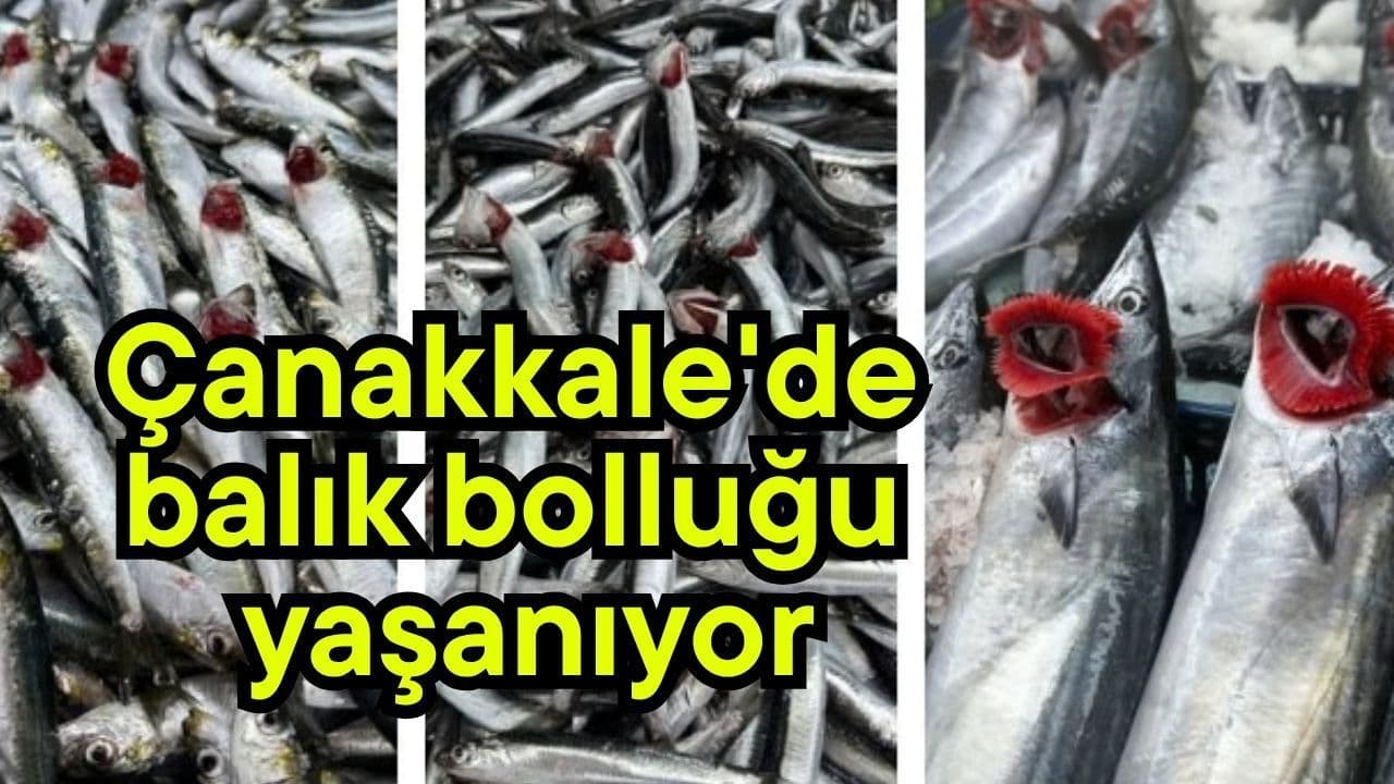 Çanakkale’de Balık Tezgahları Artan Bolluk ve Çeşitlilik Sunuyor