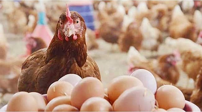YUMURTA ÜRETİMİ YÜZDE 18,9 ARTTI