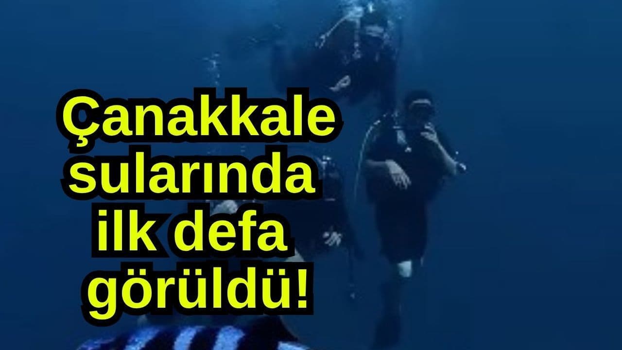 Gökçeada’da Malta Palamudu Balığı İlk Kez Görüldü