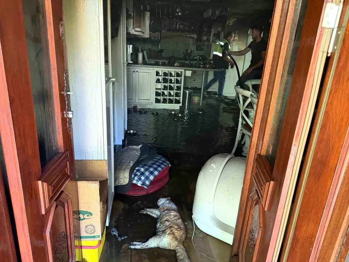 Küçükçetmi'de Villa Yangını: 2 Kedi Hayatını Kaybetti