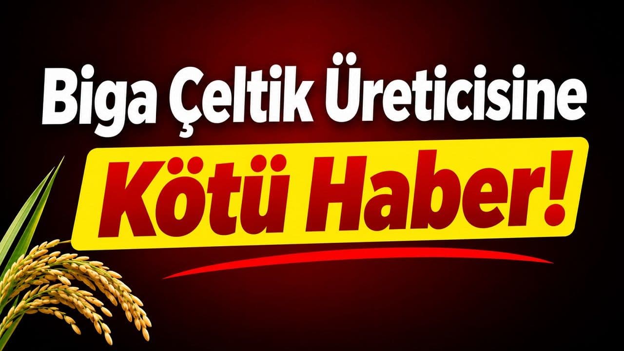 Biga Çeltik Üreticisine Kötü Haber!