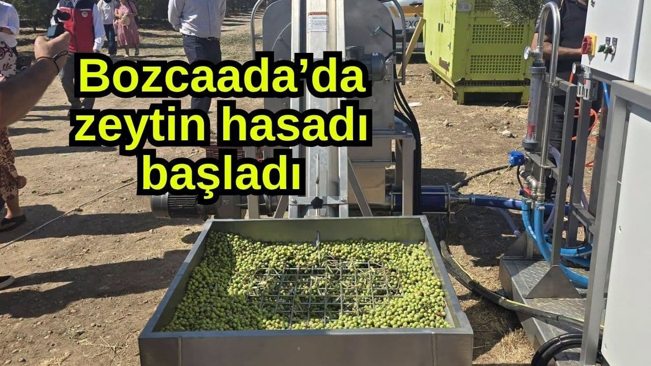 Bozcaada’da İlk Yürür Makineli Zeytin Hasadı Gerçekleştirildi
