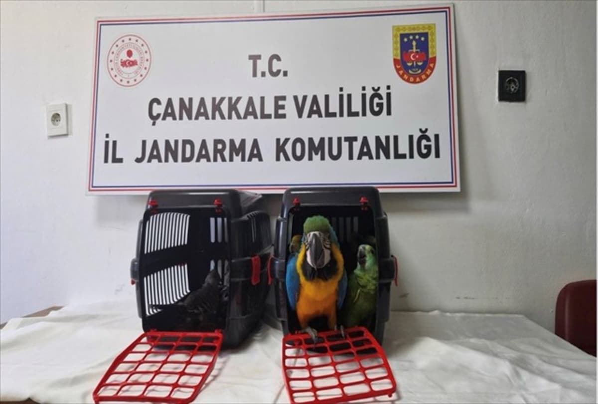 Çanakkale'de Jandarma Kaçakçılık Operasyonunda 9 Egzotik Kuş ve Çok Sayıda Kaçak Malzeme Ele Geçirildi