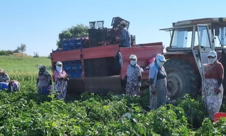 Kapya Biberinde Çanakkale’nin Genç Çiftçisinin Emek Yolculuğu