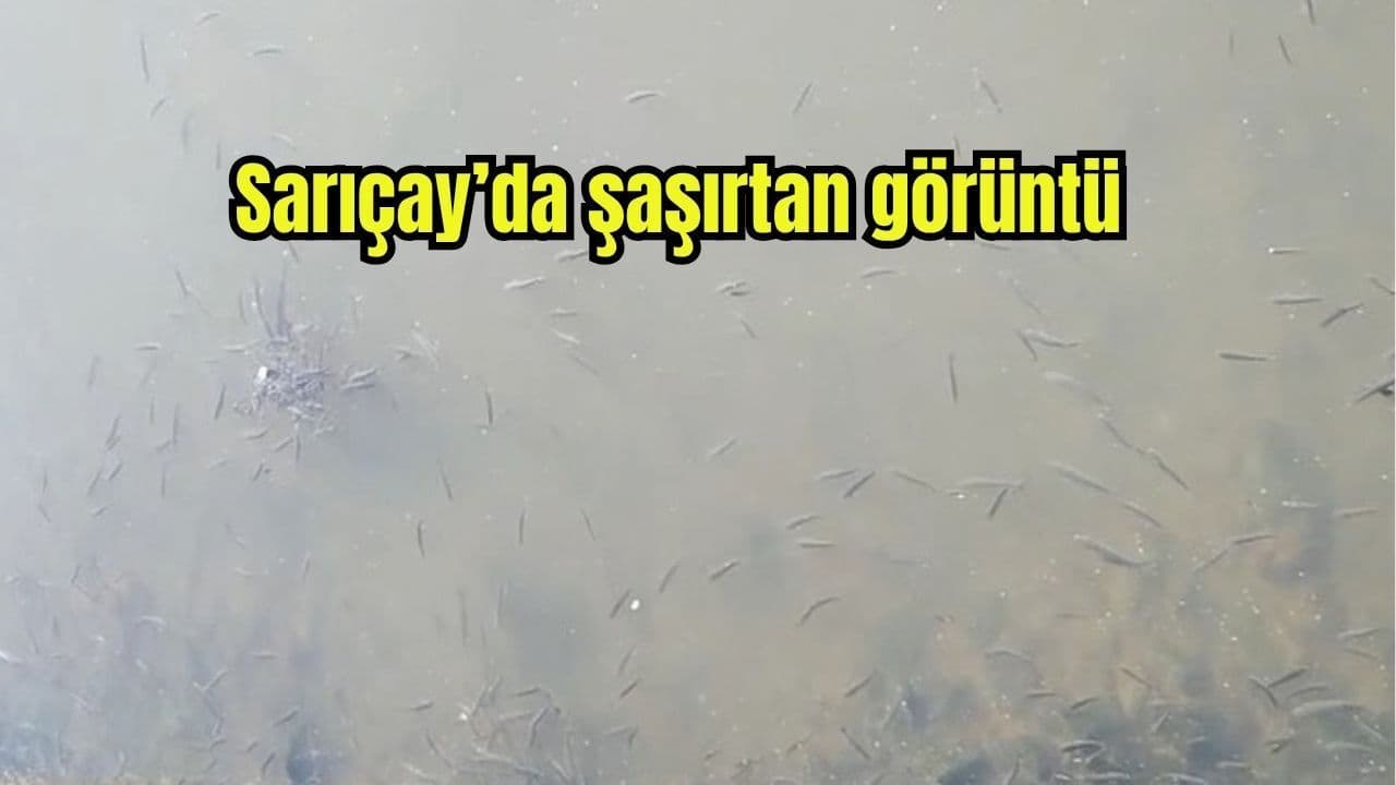 Sarıçay’da Sabah Saatlerinde Görülen Balık Sürüsü Çanakkale’de Merak Uyandırdı