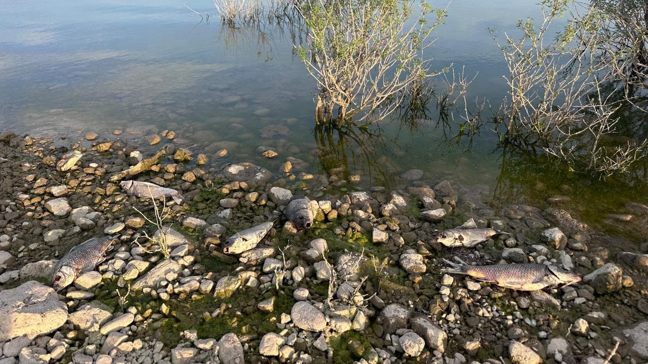 Ayvacık Barajı’nda Şaşırtan Görüntü! Yüzlerce Balık Kıyıya Vurdu