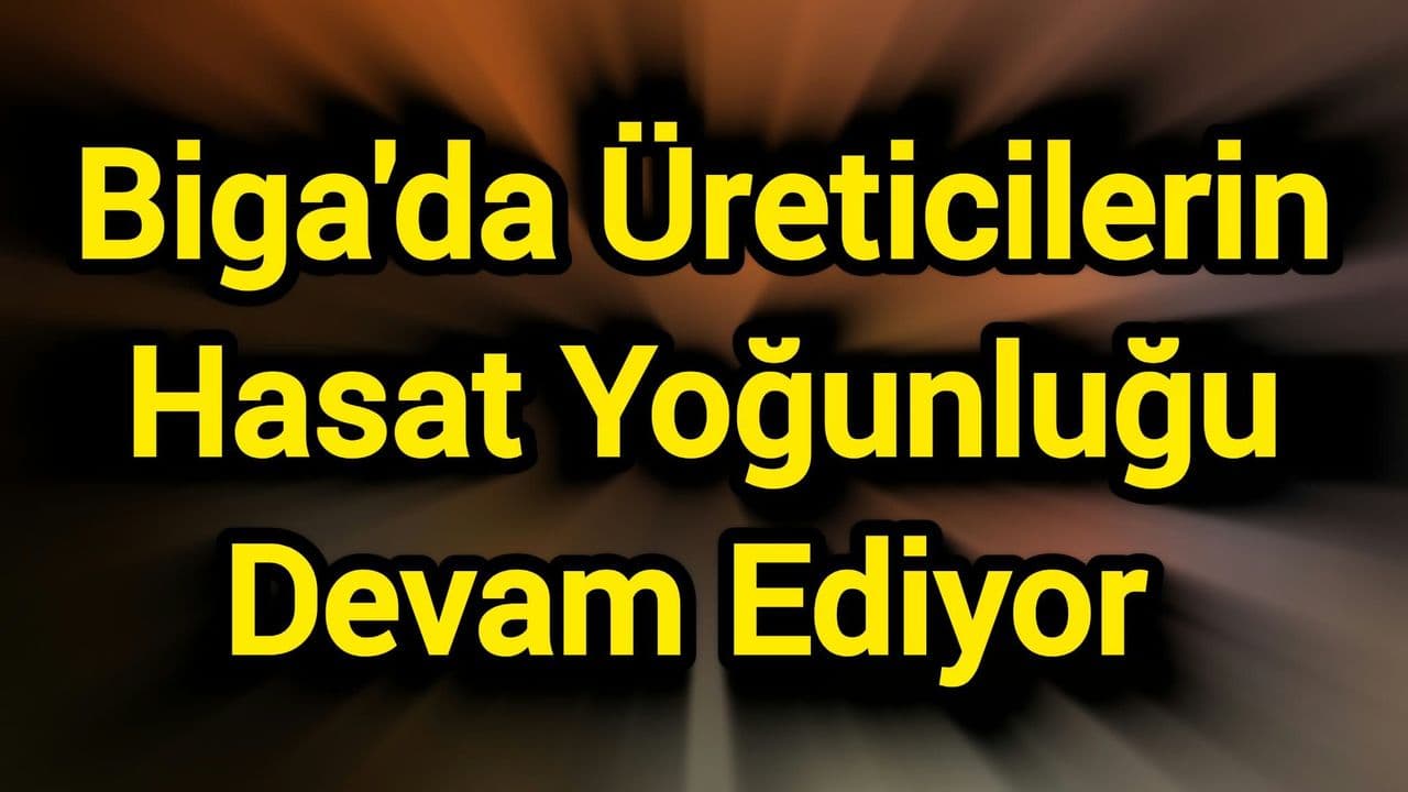 Biga’da Tanelik Mısır Hasadı Hız Kesmeden Devam Ediyor