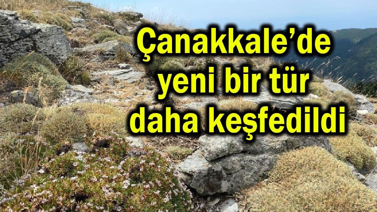 Çanakkale’de yeni bir tür daha keşfedildi