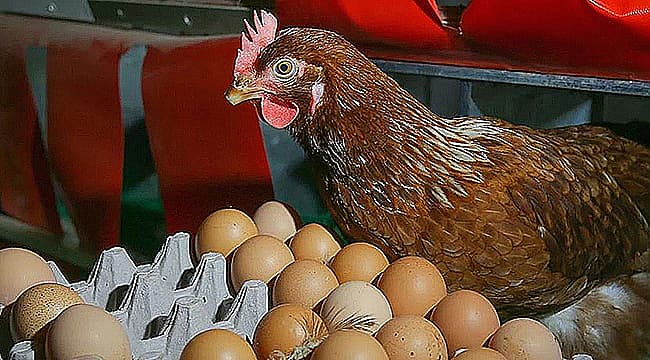 TAVUK YUMURTASI ÜRETİMİNDE DİKKAT ÇEKEN ARTIŞ