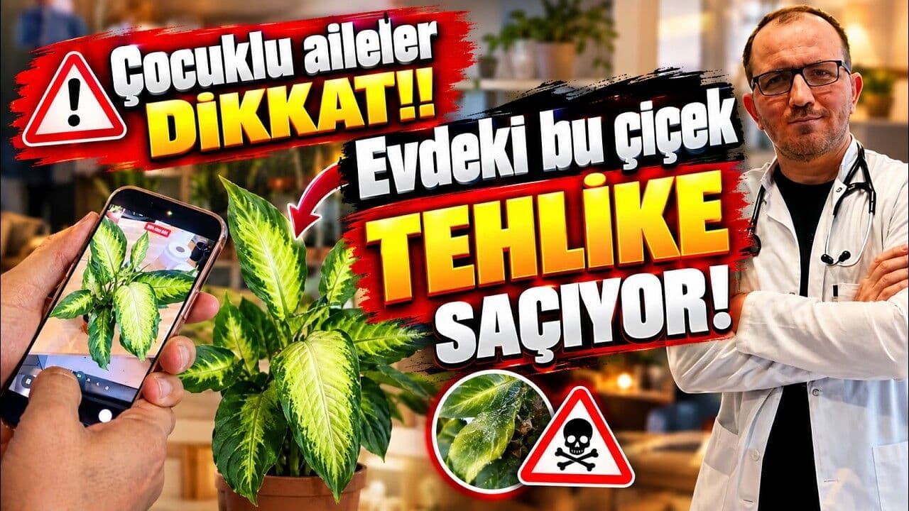 Çocuklu Aileler Dikkat: Evde Yetiştirilen Çiçek Zehirli Olabilir (Video)