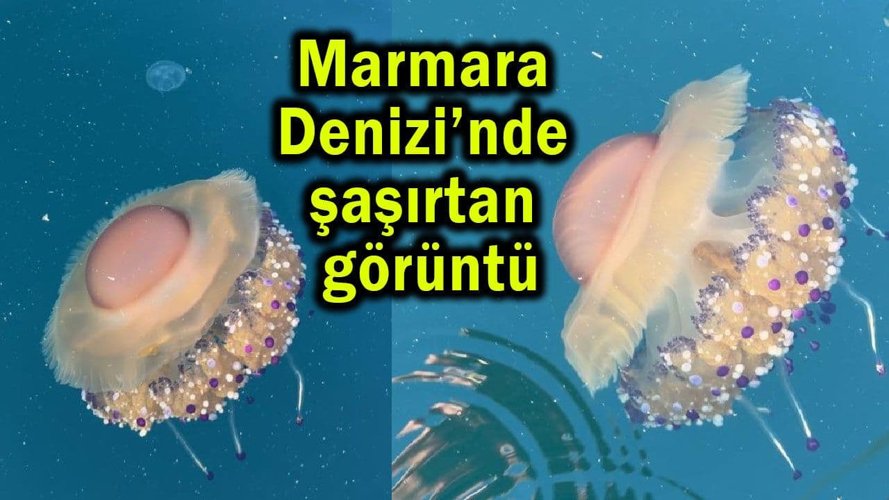Marmara Denizi’nde şaşırtan görüntü (Video)