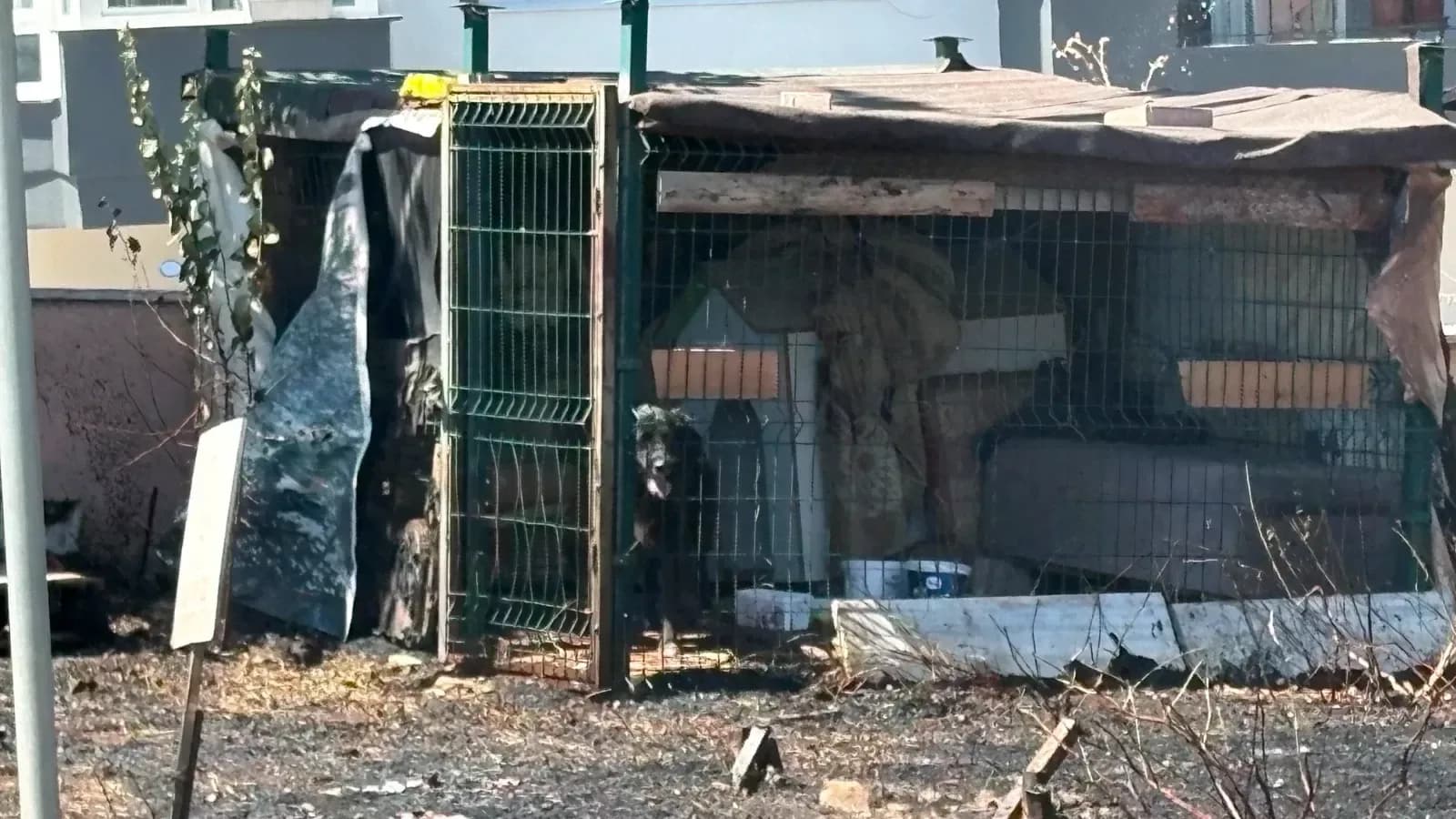Çanakkale'de Otluk Alanda Çıkan Yangında Köpek Mahsur Kaldı