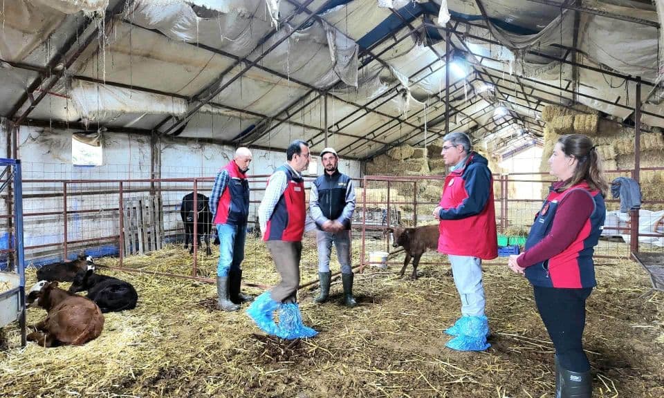Çanakkale Kırsalında Bereketin İlk Müjdecileri Doğdu: Özbek Köyü'nde Hayvancılığa Can Suyu