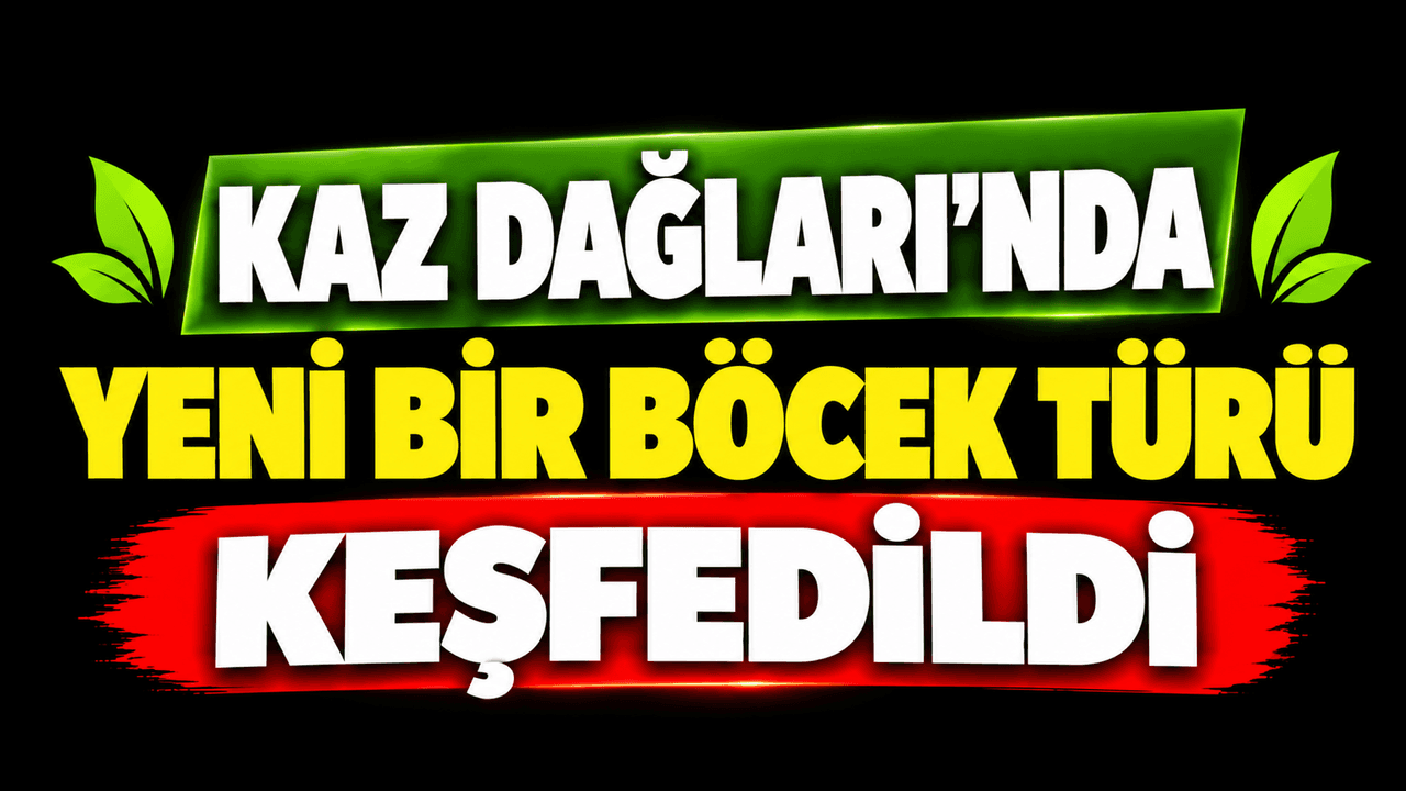 Çanakkale'de Kaz Dağları'nda Yeni Böcek Türü Keşfi