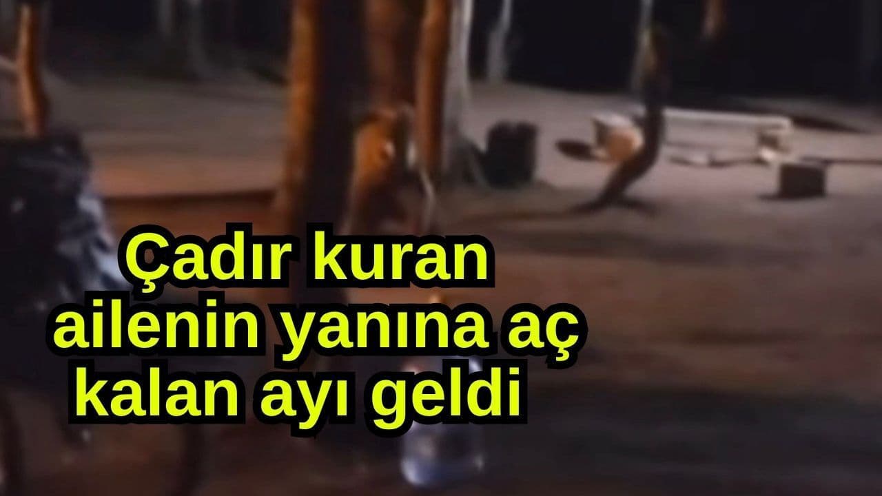 Çadır kuran ailenin yanına aç kalan ayı geldi (Video)