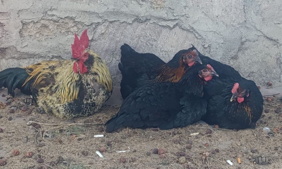 Çanakkale Sokaklarında Sıcak Günlerde Serin Bir Manzara