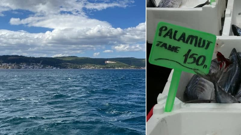 Çanakkale ve Marmara'da Palamut Hasreti: Soğuyan Sular Av Sezonunu Erteledi