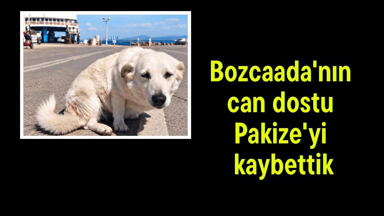 Bozcaada Köpeği Pakize’nin Vefatı Çanakkale’de Derin Bir Üzüntü Yarattı
