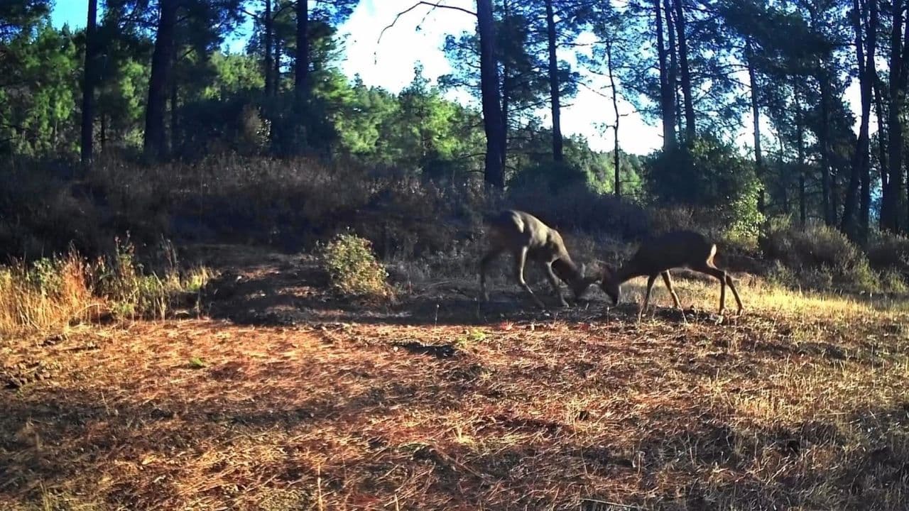 Ganos Dağları'nda iki karacanın kıyasıya mücadelesi fotokapana yansıdı